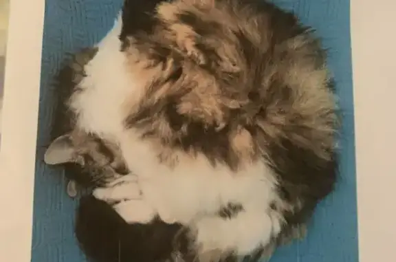 Animaux perdus Loos, photo: Chat perdu à Loos : aide recherchée