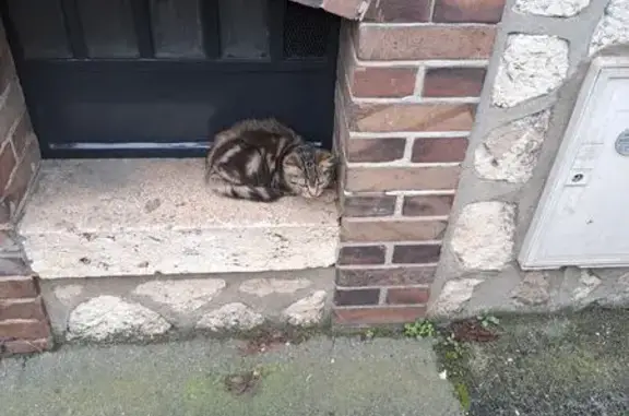 Chaton trouvé Rue des Vieux Capucins - photo