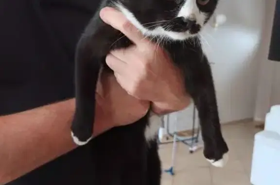 Chatte trouvée Rue des Lavandes, La Bazoge - photo
