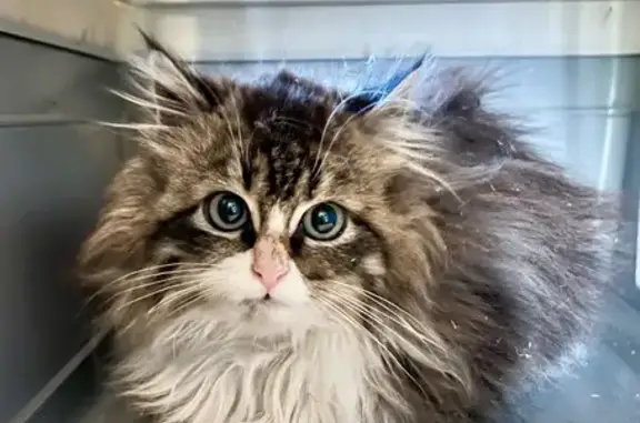 Animaux trouvés , photo: Chaton tricolore trouvé à St-Jory-las-Bloux