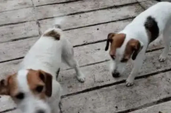 Deux chiens errants chez mes grands-parents - photo