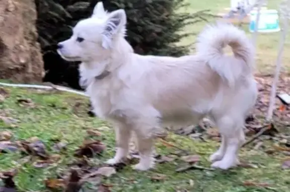Chien perdu , photo : Spitz blanc perdu à Saint-Pal-de-Chalencon