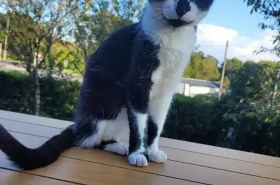 Animaux perdus Vernou-sur-Brenne, photo: Chat borgne disparu à Vernou-sur-Brenne
