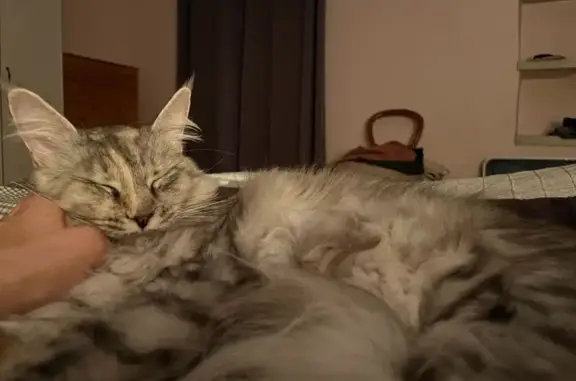 Chat perdu, Sébazac-Concourès, photo: Chatte grise tigrée disparue à Sébazac