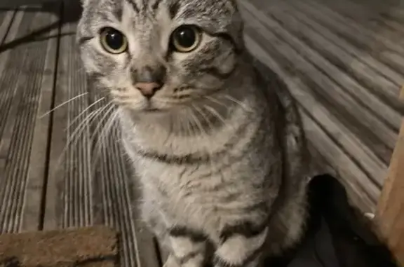 Jeune chat tigré trouvé à Bègles - photo