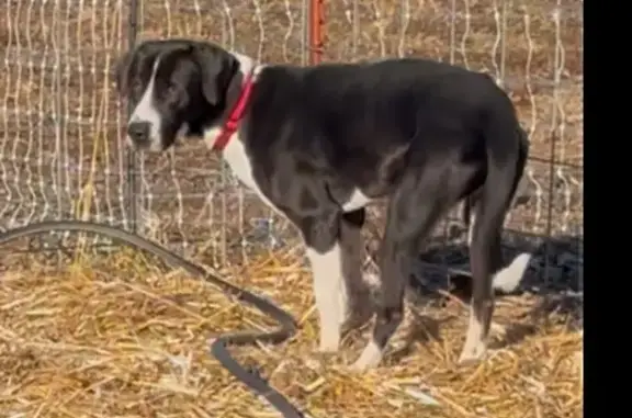 Lost Great Dane Mix: Skittish & Semi-Feral