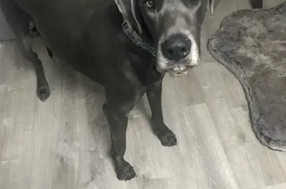 Lost Great Dane Kiki: Long Beach Alert!