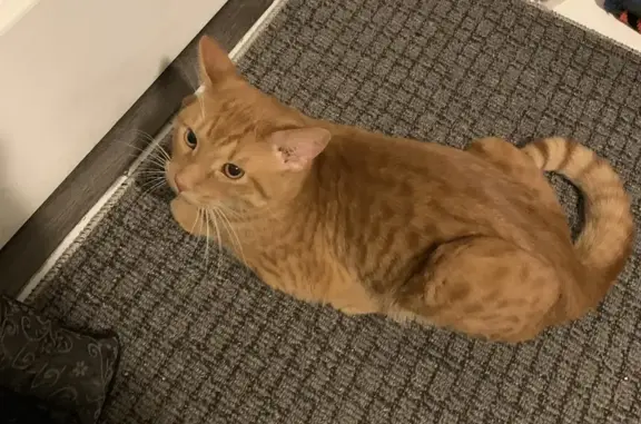 Friendly Orange Cat Found on Bronson Rd