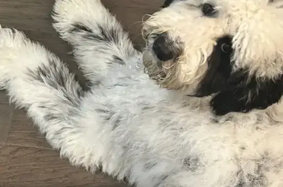 Lost Sheepadoodle in Madison, MS!