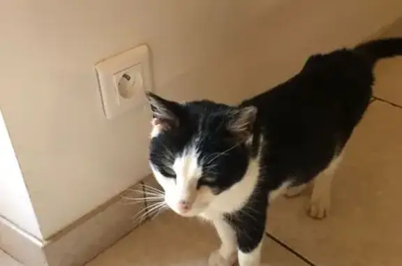 Chat noir et blanc trouvé à Jeuxey - photo