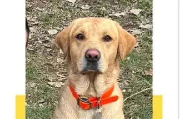 Help Find Our Lost Yellow Lab in Memphis!