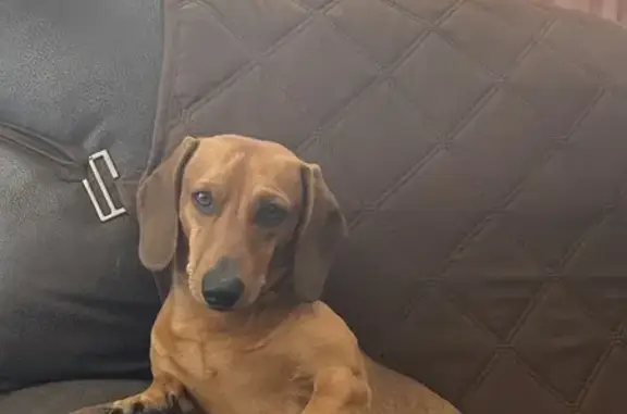 Lost: Brown Dachshund on Old Pearsall Rd