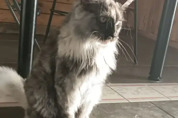 Chat perdu, , photo: Chatte Main Coon 15 mois perdue à Saint-Nicolas
