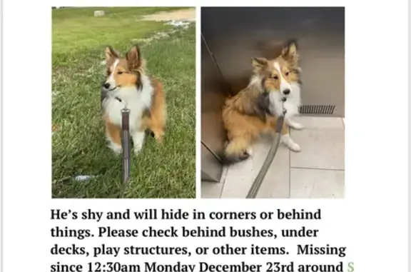 Lost Sable Sheltie Near Olathe Parks