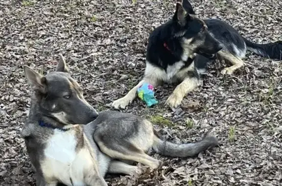 Found: 2 Beautiful GSDs in Conway, AR