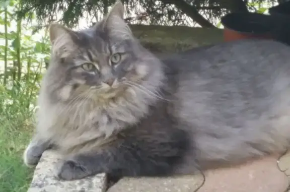 Animaux perdus Ammerschwihr, photo: Chat norvégien gris perdu à Ammerschwihr