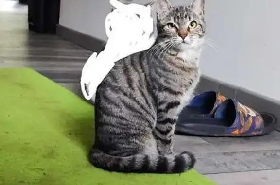 Chat gris tigré perdu, La Gorgue - photo