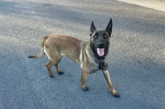 Animaux trouvés Saint-Germain-Laprade, photo: Chienne malinois trouvée à St-Germain-Laprade