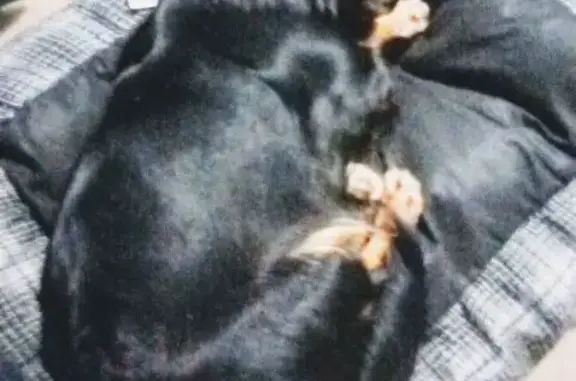 Lost Dachshund After Casino Break-In