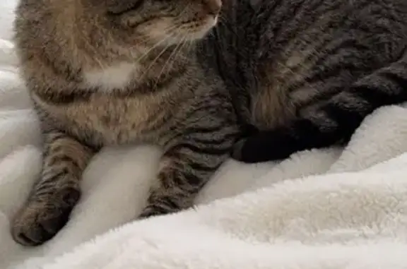 Chat perdu, Anglet, photo: Chat européen tigré disparu à Anglet