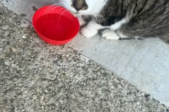Animaux trouvés Beauvoir-de-Marc, photo: Chat blanc tigré sourd trouvé à Beauvoir