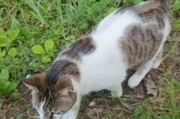 Animaux perdus Champagnac, photo: Chatte tigrée disparue avec laisse rose