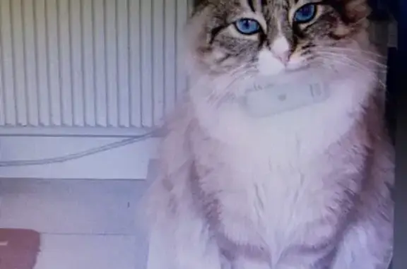 Chat perdu, Noisy-le-Grand, photo: Chat perdu : mâle crème, collier rouge