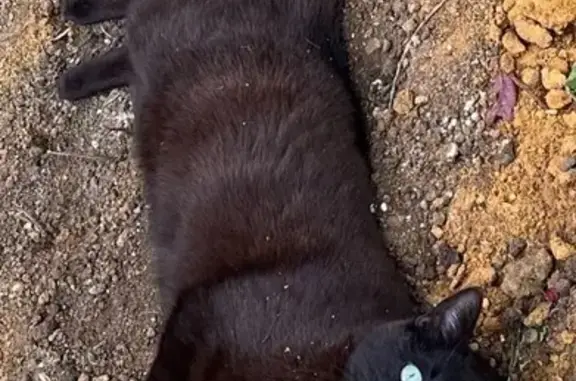 Animaux perdus Carnac, photo: Chat noir perdu, collier rouge à Carnac