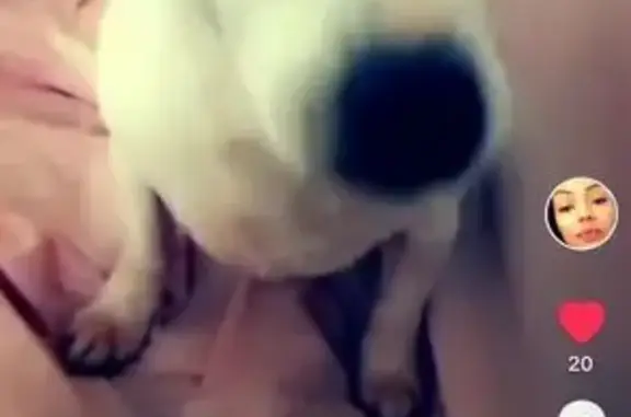 Chienne Jack perdue à Nîmes, contactez-moi - photo