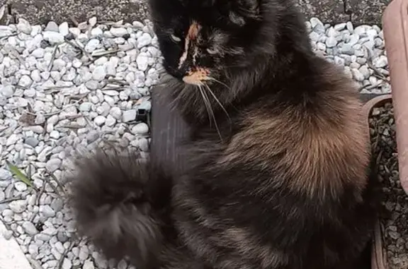 Animaux perdus Brax, photo: Chatte Maine Coon perdue à Brax 47310