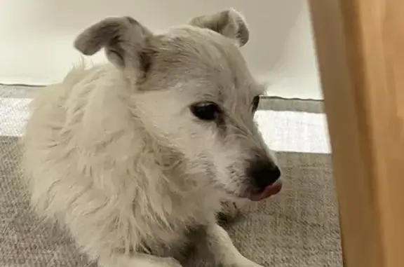 Found: Older White Dog w/ Bandana