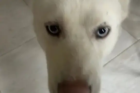 Husky femelle blanche trouvée à Soisy - photo