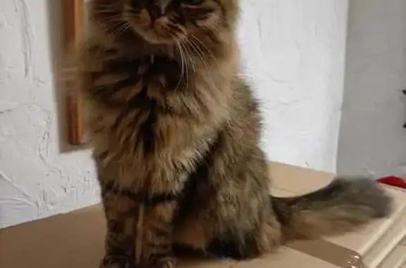 Chatte tigrée perdue à Carros - photo
