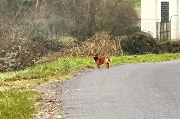 Animaux trouvés Rugles, photo: Chien roux trouvé rue Paul Doumer, Rugles