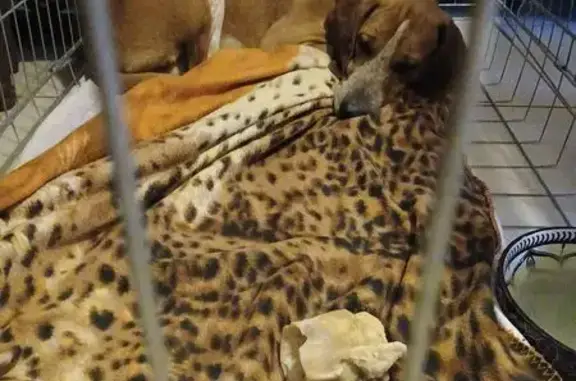 Chien Anglo-français trouvé à Réminiac - photo