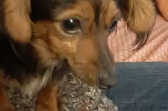 Chienne teckel croisée trouvée à Taden - photo
