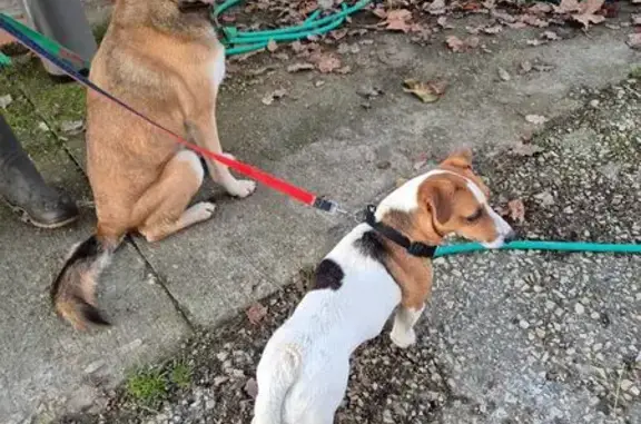 Chien trouvé , photo: Chiens trouvés : Jack Russel et Berger belge