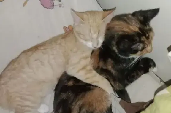 Chat roux Simba disparu à Hirson - photo