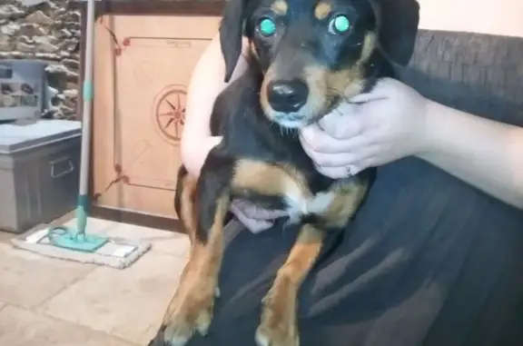 Animaux trouvés Châteaubriant, photo: Chien trouvé sociable à Châteaubriant
