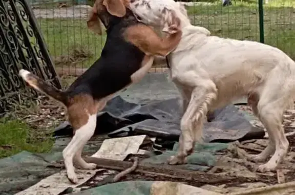 Chien perdu , photo : Deux chiens perdus à Malville