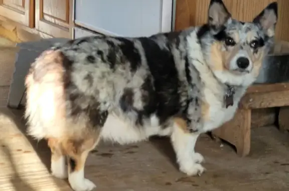 Lost Blue Merle Corgi in Columbia Area