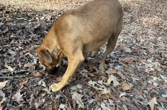 Friendly Chestnut Pittie/Lab Found!