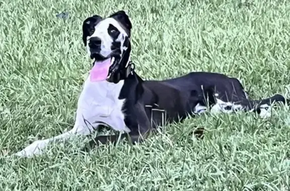 Friendly Great Dane Missing in Franklinville