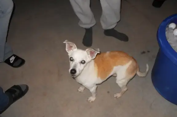 Missing: 15-Year-Old Jack Russell Mix