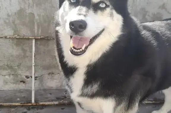 Lost Siberian Husky: Lucy in Brooklyn