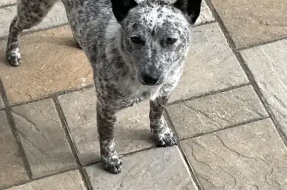 Lost Cattle Dog: Injured & Missing in Mooresville