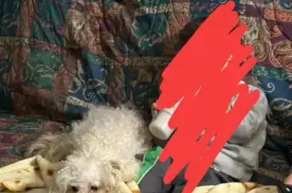 Lost: Tito the White Dog in OKC