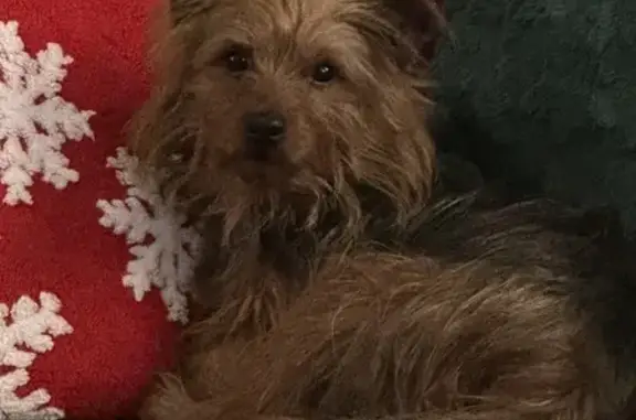 Lost Yorkie: Red Collar, East Webb Ave