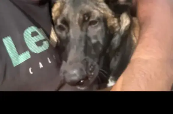 Lost 6-Month Belgian Malinois in Alva, FL