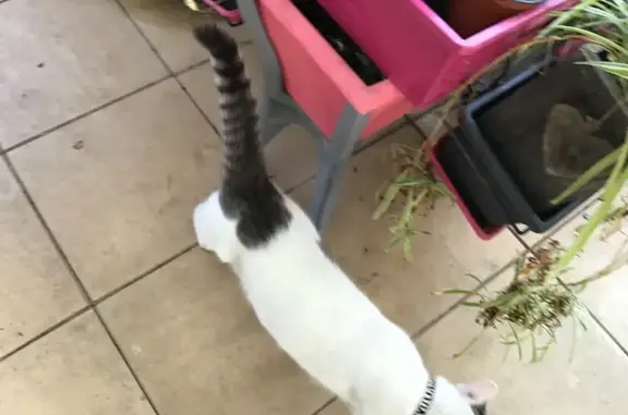 Chat perdu : Fifi, blanc/gris, Galgon - photo